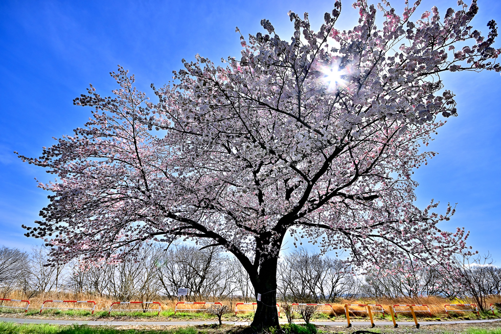 熊谷桜堤④