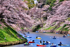 東京ど真ん中のお花見スポット