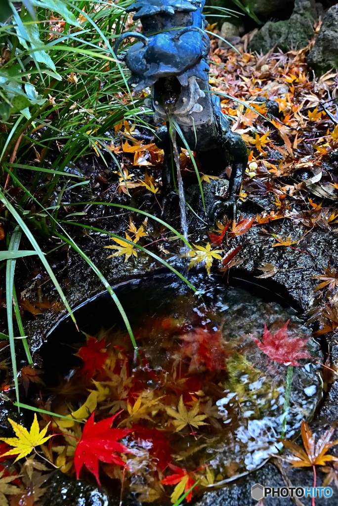 手水鉢の紅葉(本土寺の紅葉2019③)