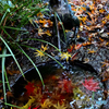 手水鉢の紅葉(本土寺の紅葉2019③)