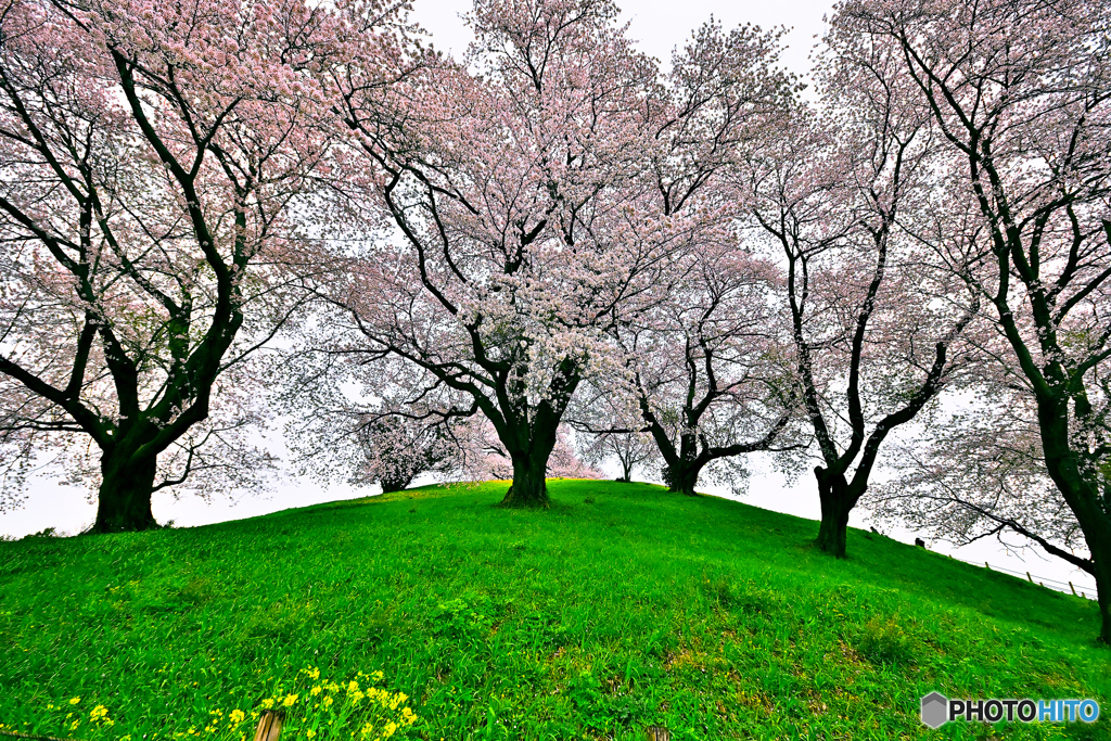 古墳の桜