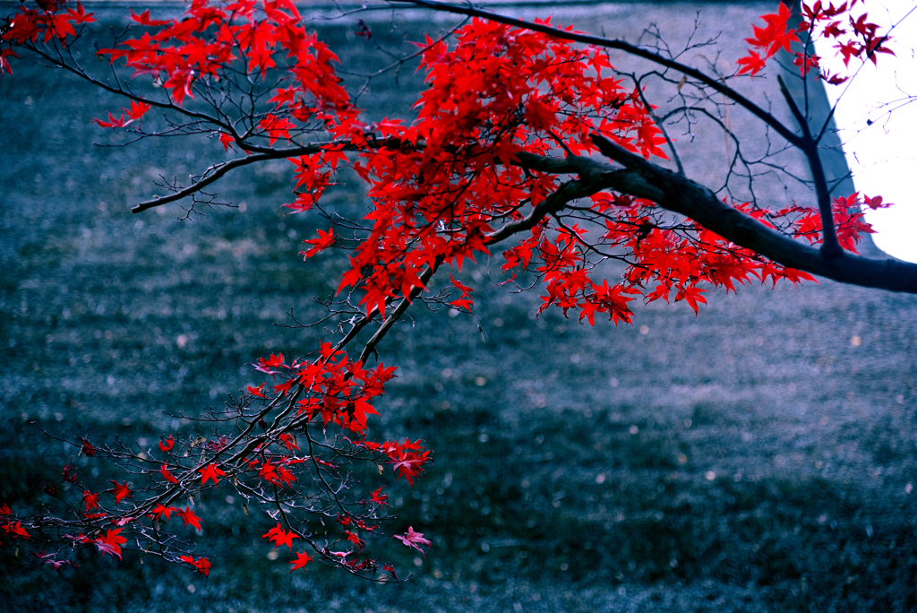 平林寺紅葉2019②