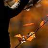 サクラ紅葉