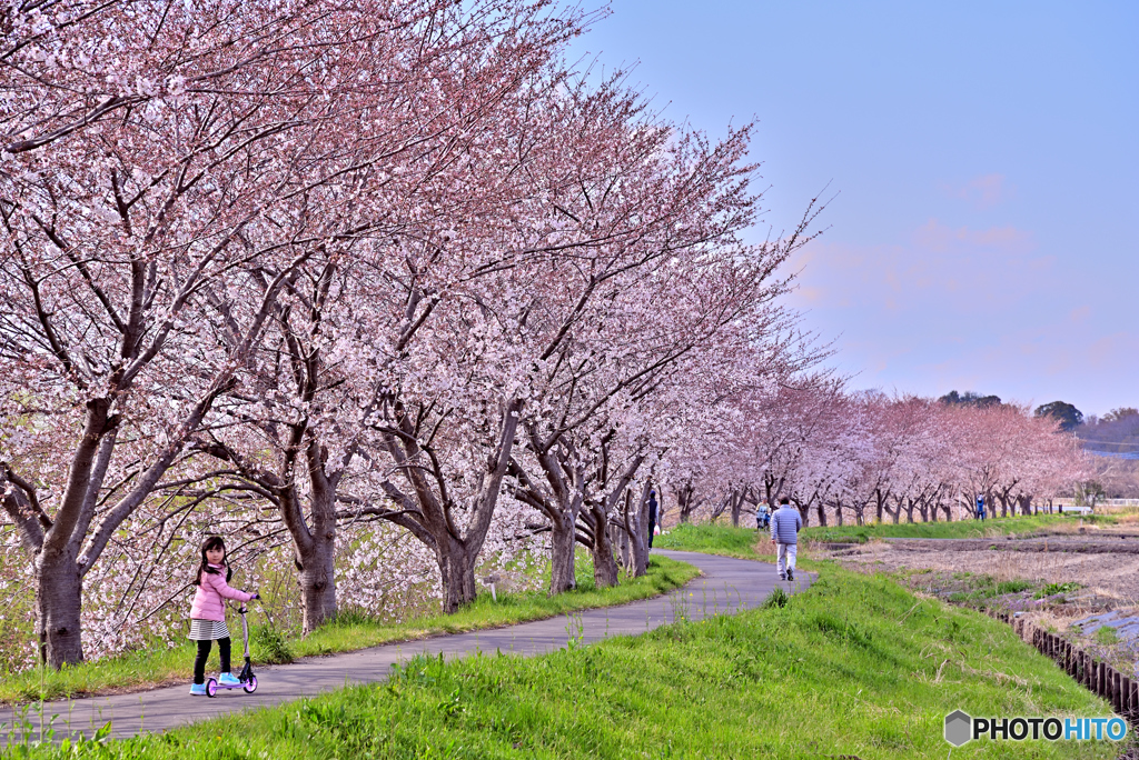 桜・散歩道