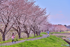 桜・散歩道