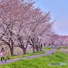 桜・散歩道
