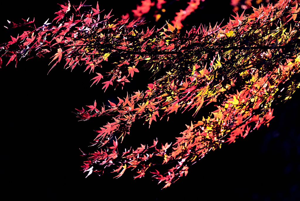 平林寺紅葉2019③