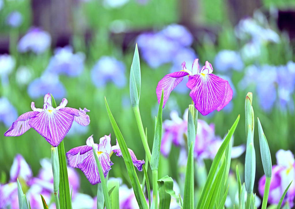 花しょうぶ(1)