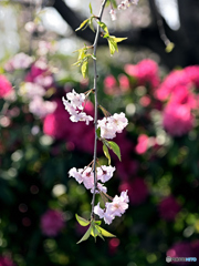 枝垂れの桜