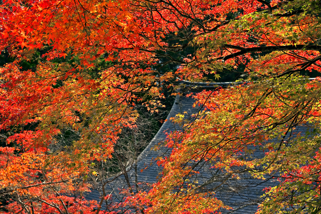 京の秋・高雄山神護寺