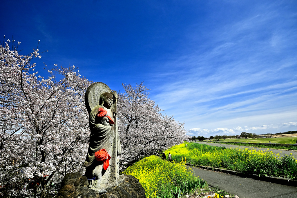 熊谷桜堤③