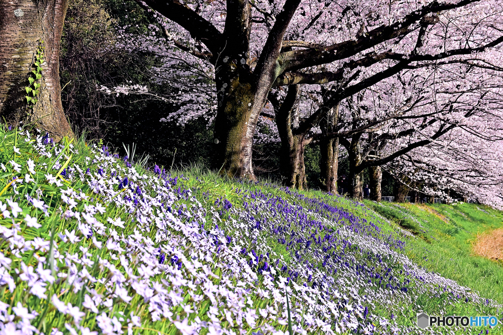 見沼代用水東縁桜堤