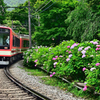 箱根登山電車・あじさい