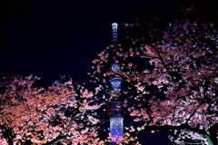 夜桜・スカイツリー
