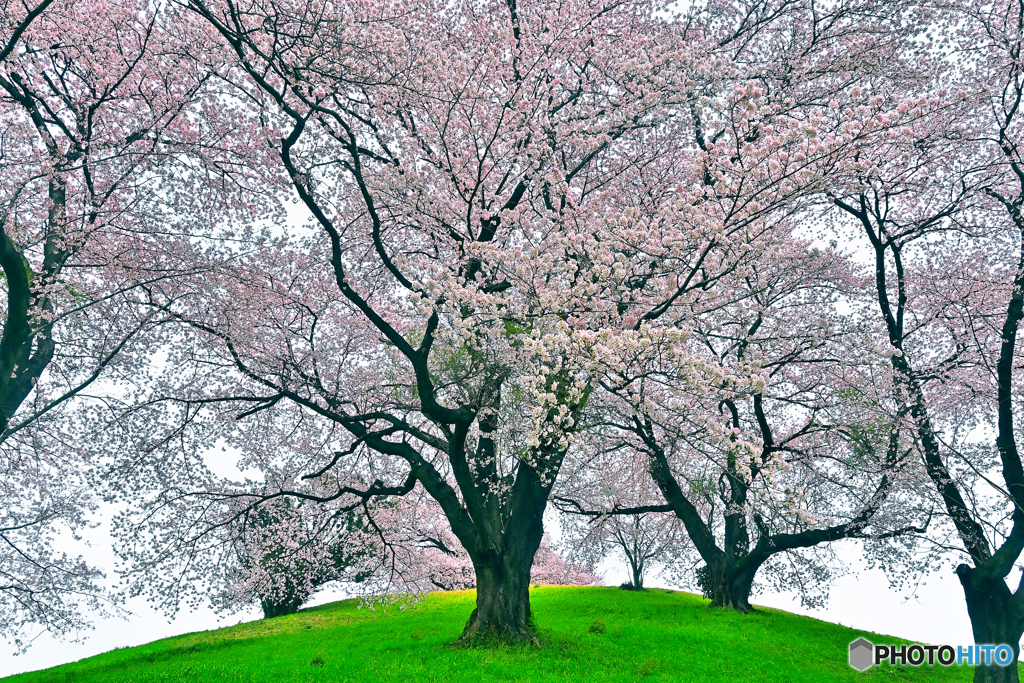 古墳の桜②