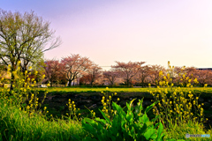 春の散歩道