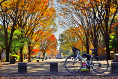 秋の盛りの公園