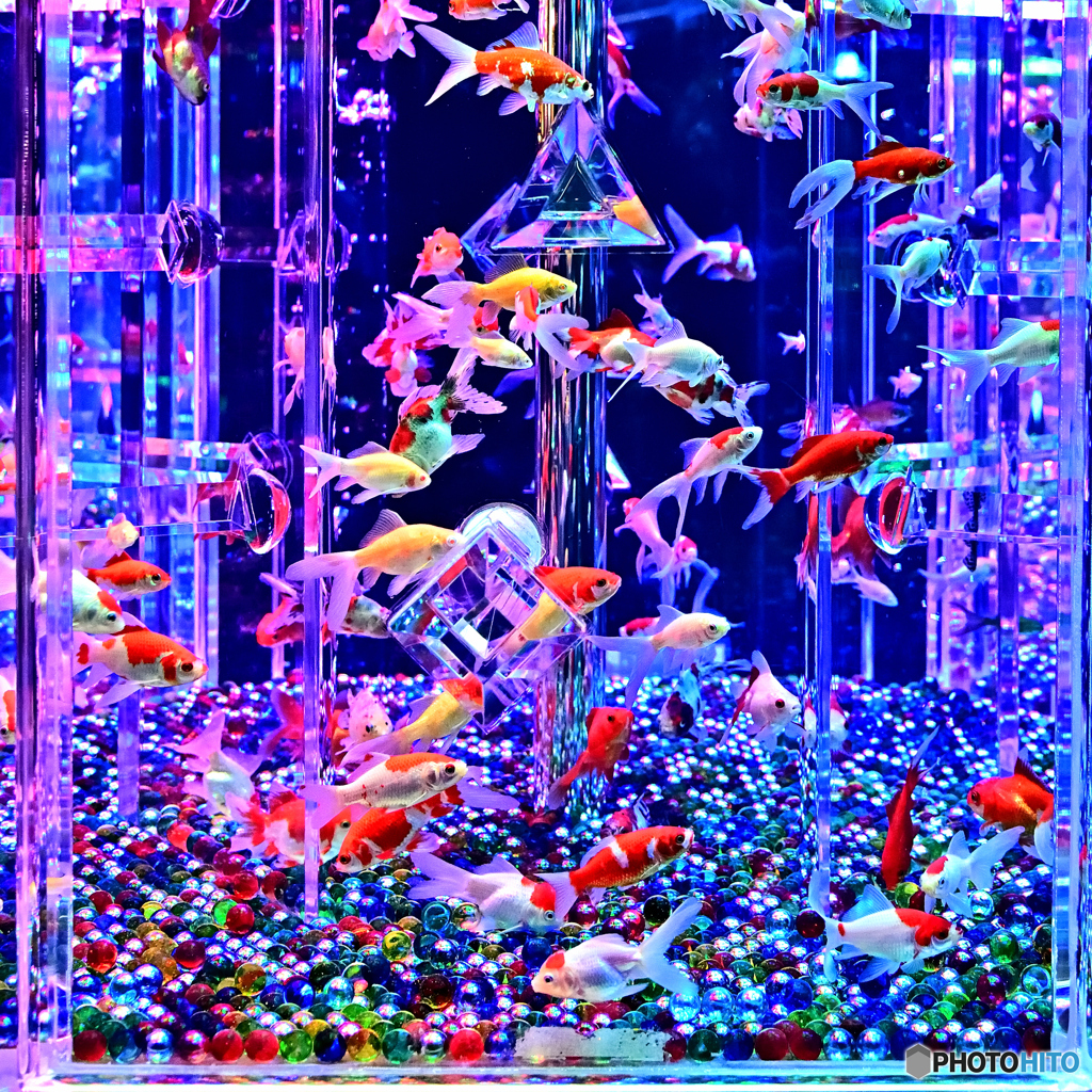 鮮やか金魚
