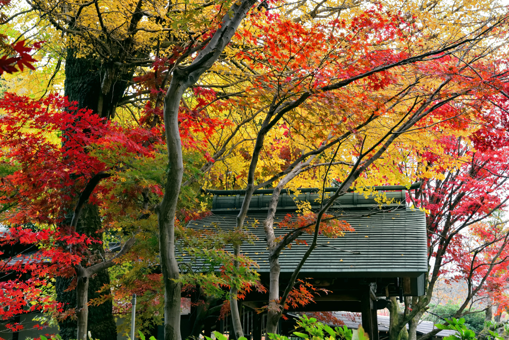 本土寺・秋