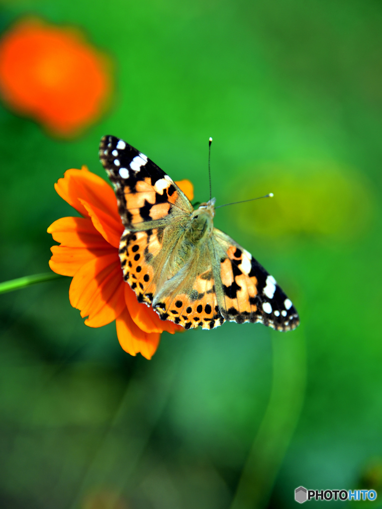 キバナコスモス with Butterfly