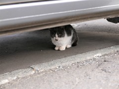 かくれんぼ