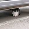 かくれんぼ