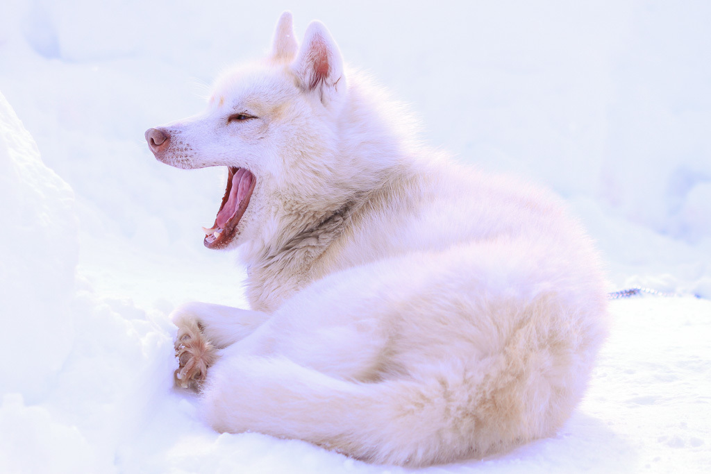 眠い