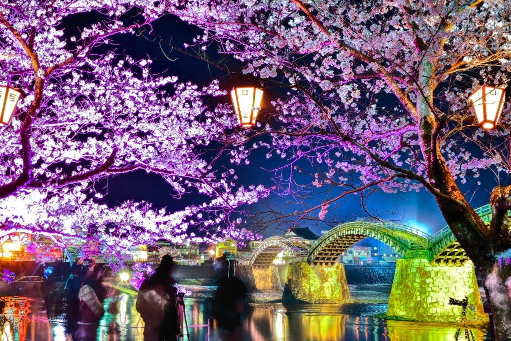 錦帯橋 夜桜