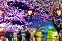 錦帯橋 夜桜
