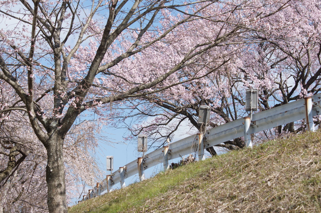 散歩道