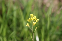野に咲く黄色い花