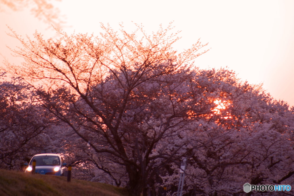 夕焼けと満開の桜