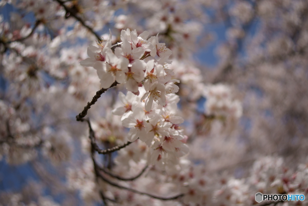 ぐるぐるボケと満開の桜Ⅱ