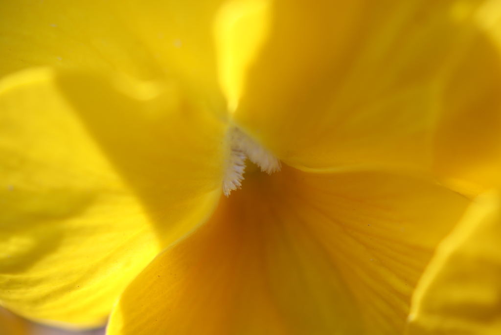 黄色の花びら