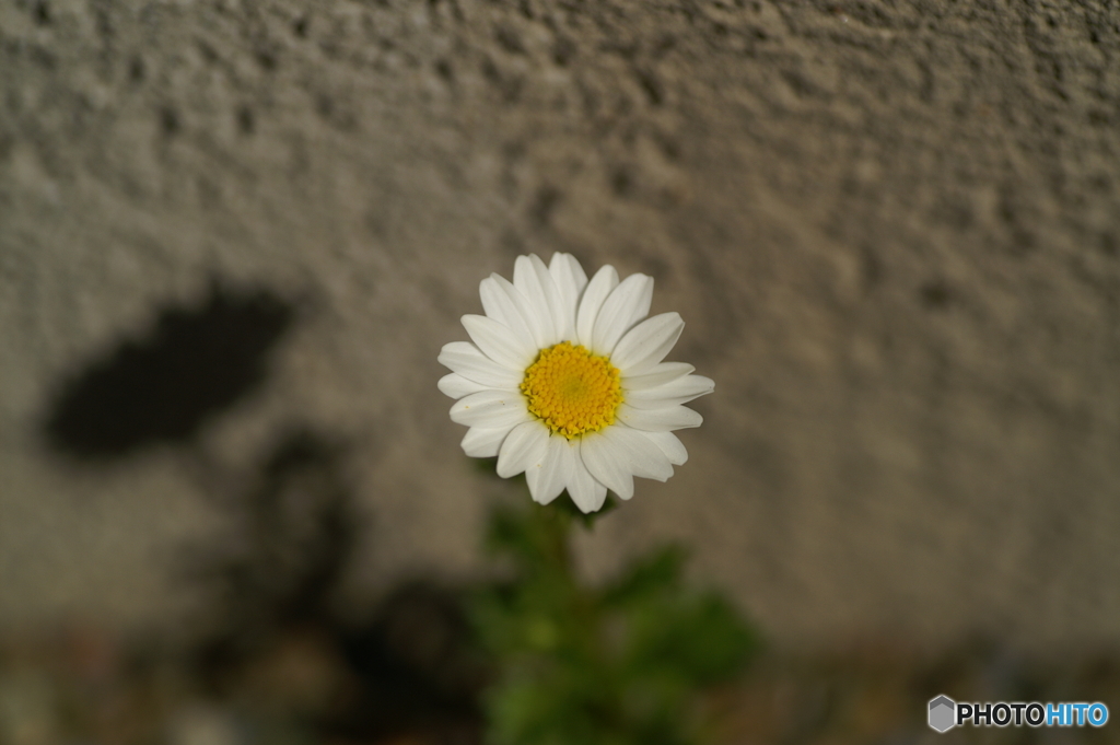 花と影Ⅲ