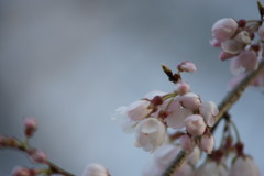 桜開花⑧