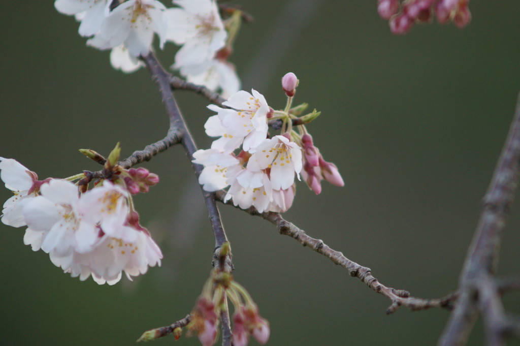 桜開花⑨