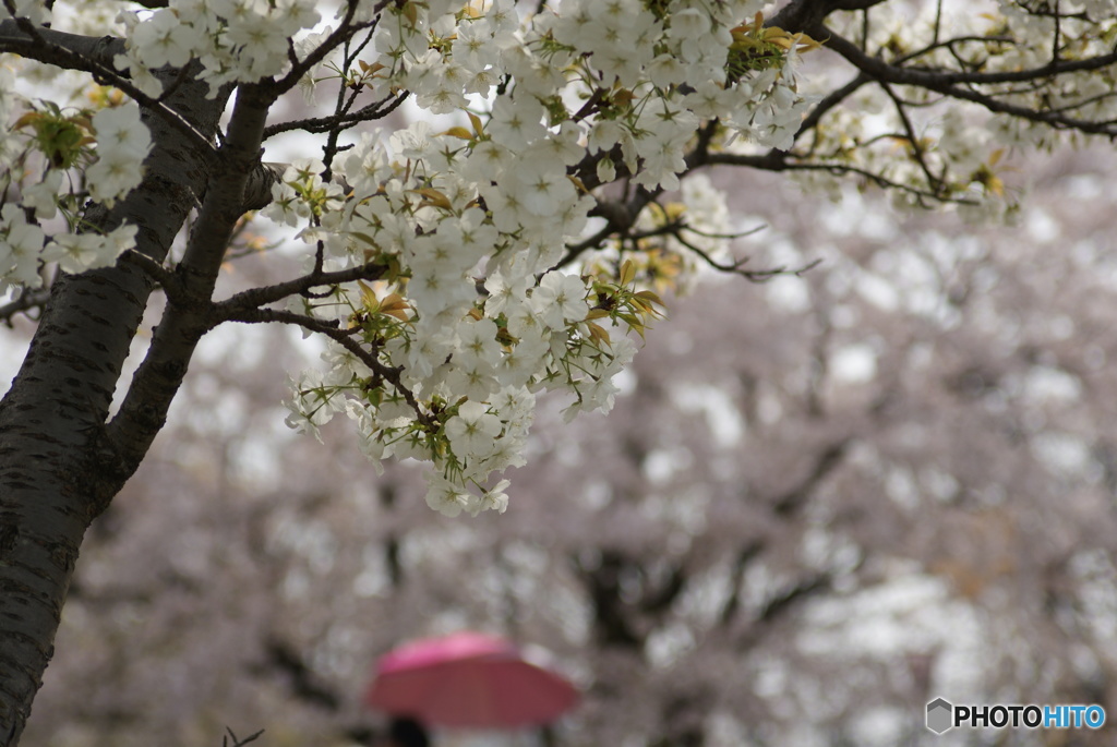 花見