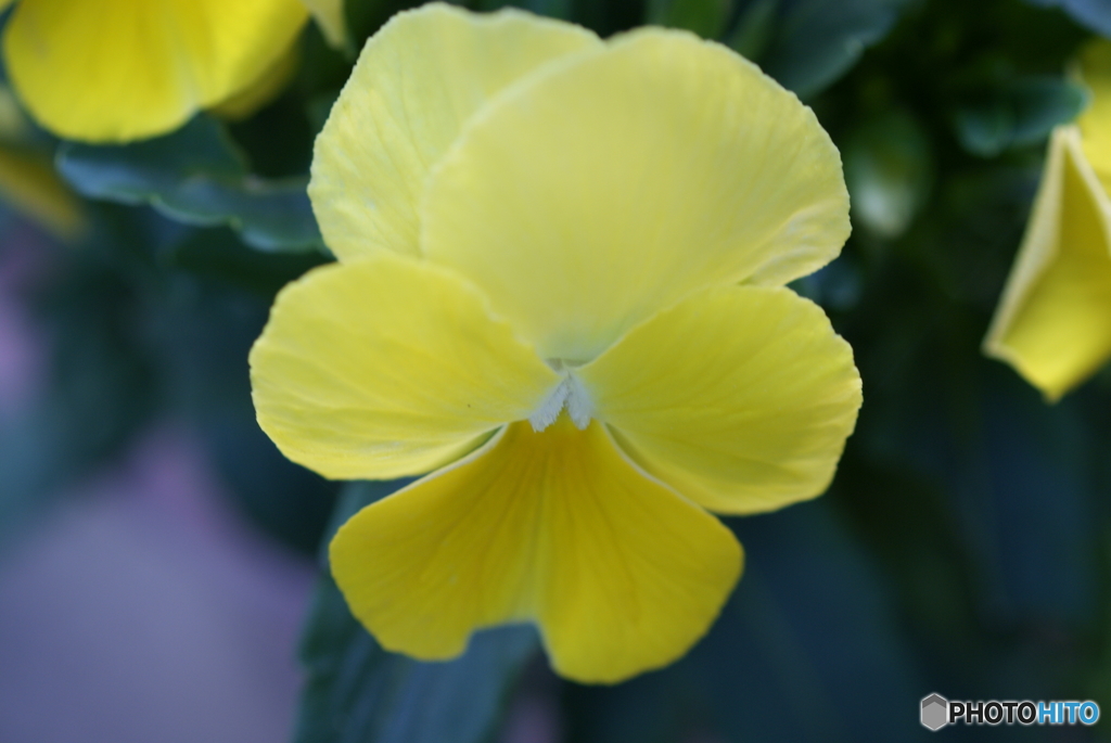 春の花