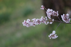 桜開花⑤