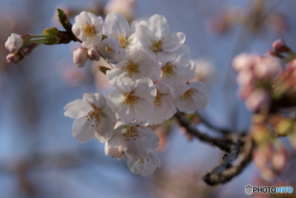 開花Ⅲ