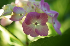 紫陽花