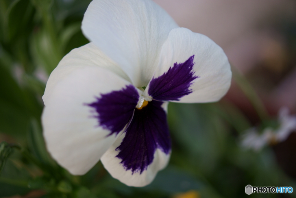 春の花