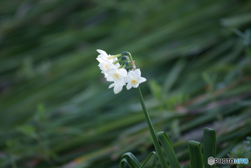 綺麗な白い花が咲いていました By Alpha85 Id 写真共有サイト Photohito