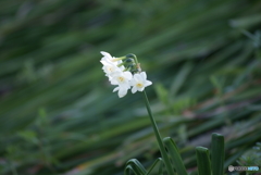 綺麗な白い花が咲いていました。