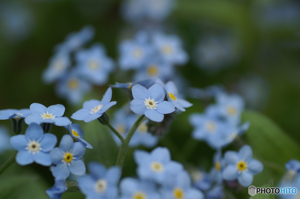 青い小さな花が満開になりました。