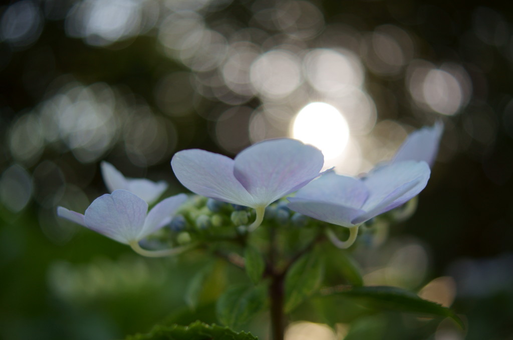 紫陽花と光