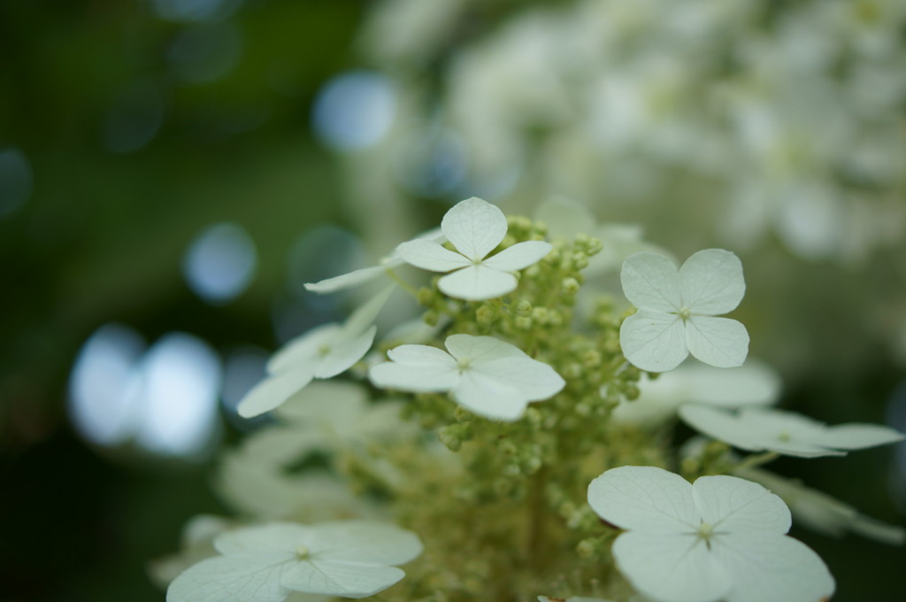 白い紫陽花