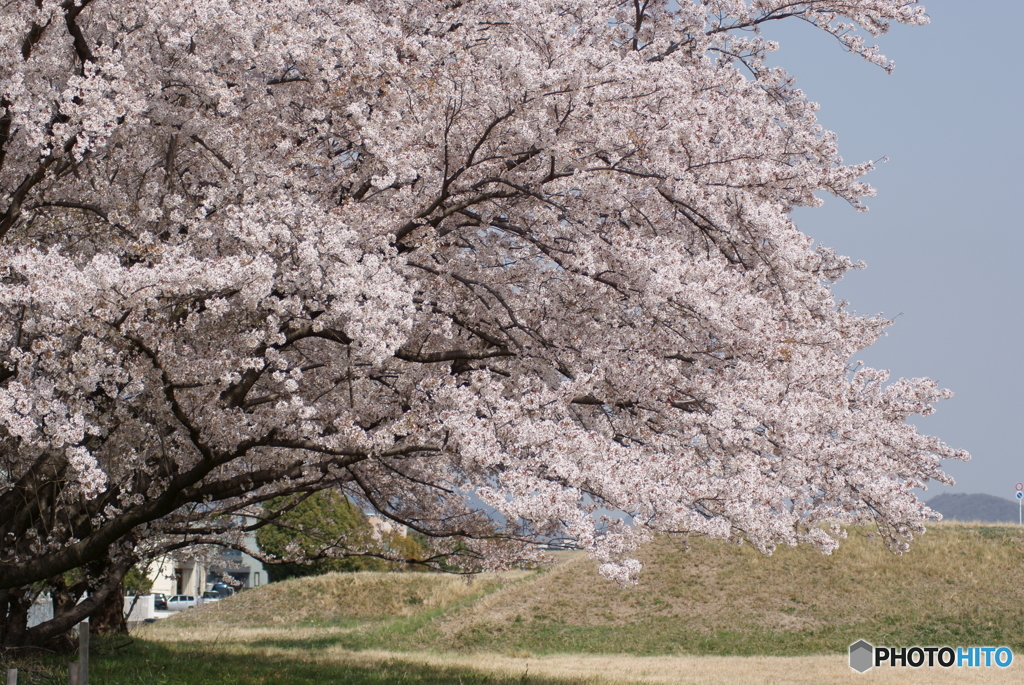 満開の桜を眺めてⅧ