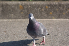 鳩
